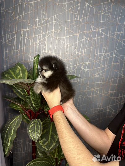 Померанский шпиц мини Зевс Кинг