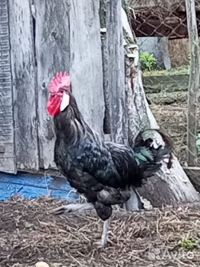 Племенная птица