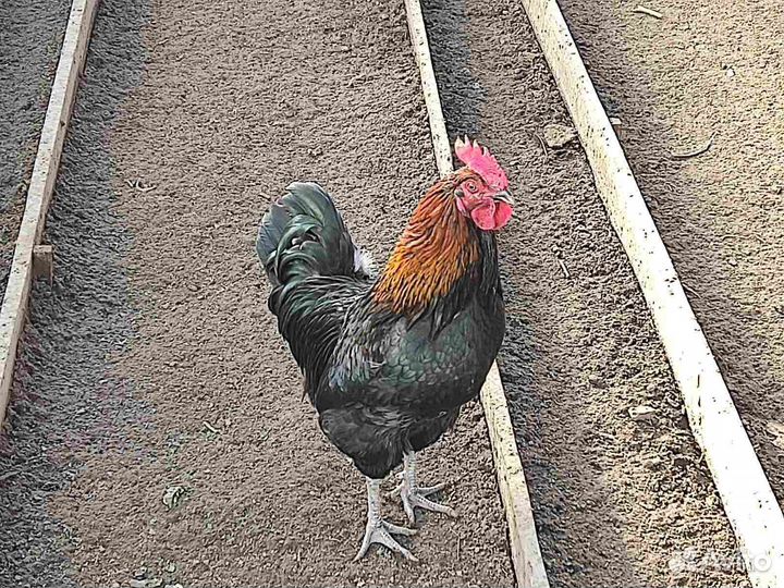 Молодые петухи