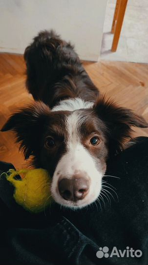 Передержка, выгул, зооняня, кинолог