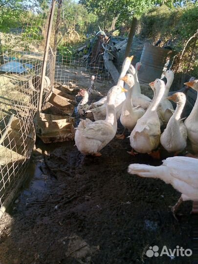 Гуси, индюки