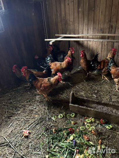 Петухи чистопородистые