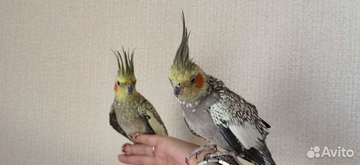 Корелла с клеткой