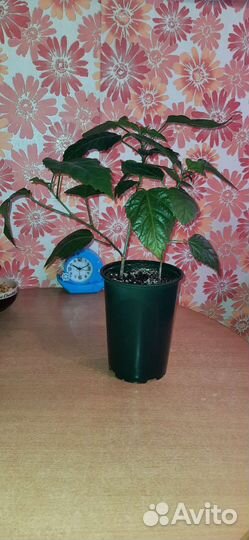 Гибискус китайская роза