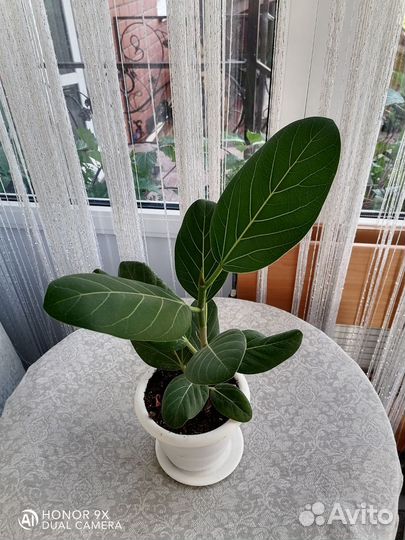 Фикус бенгальский Одри
