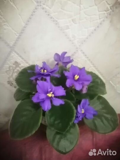 Глоксиния и фиалка