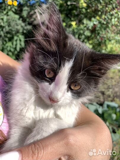 Котята