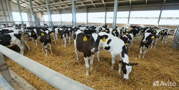 Холмогоры Голштины Бычок Теленок Телки