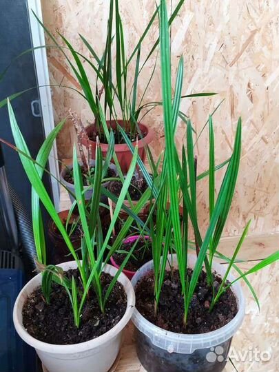 Финиковая пальма