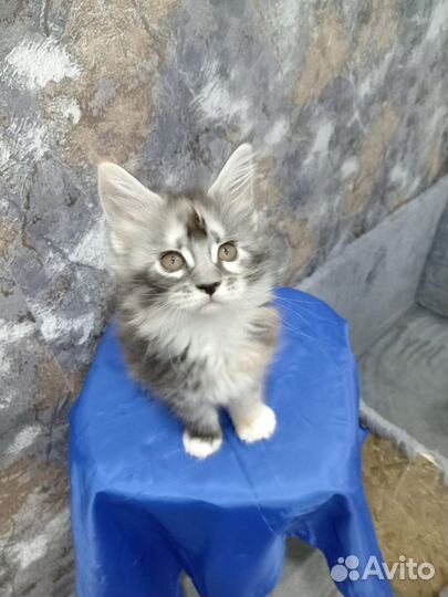 Котята мейн-кун