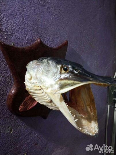 Чучело головы щуки