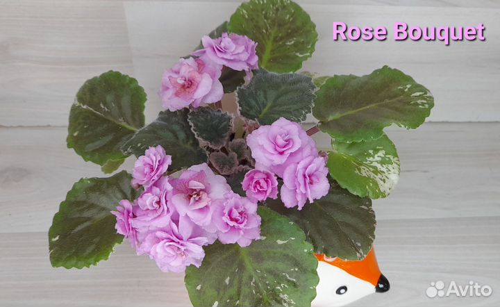 Фиалки листом