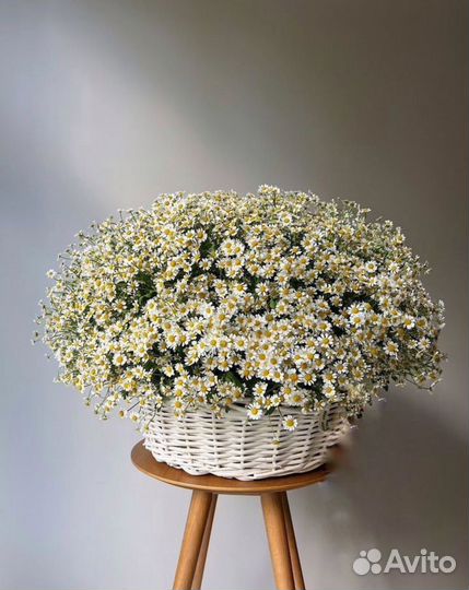 Ромашки цветы букет с доставкой