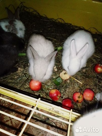 Декоративные кролики