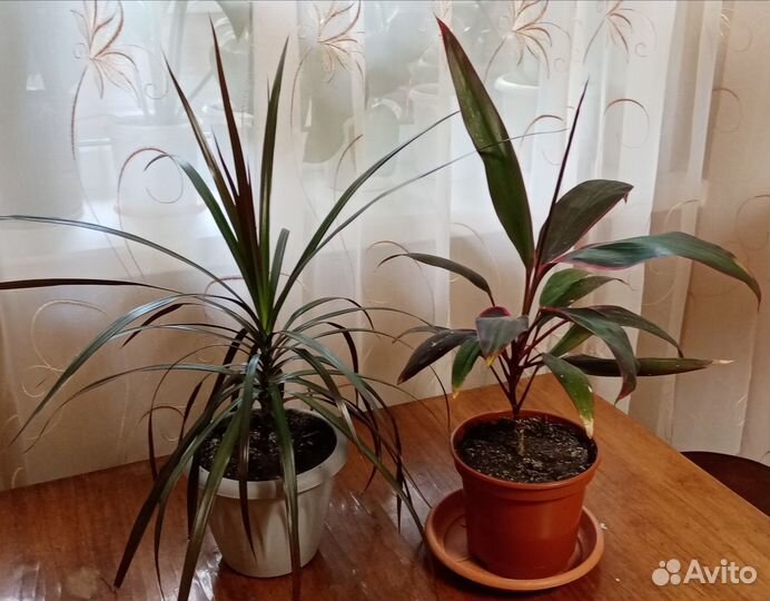 Комнатные цветы