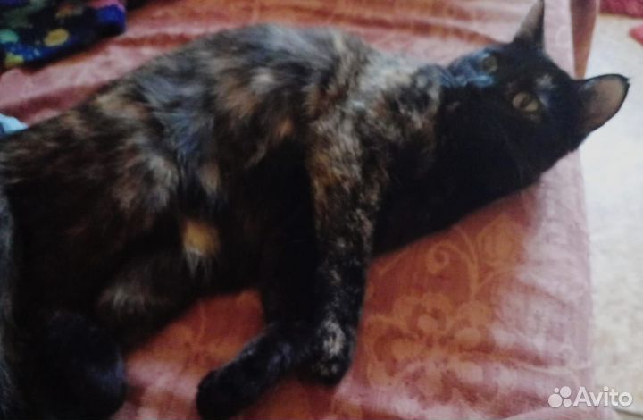 Черепаховый котенок, девочка