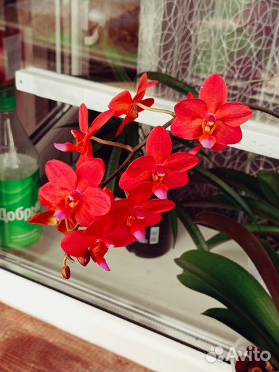 Phal. Buddha's Treasure. Орхидея фаленопсис