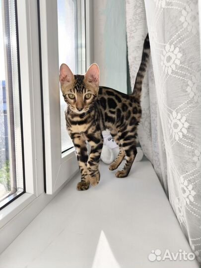 Бенгальская