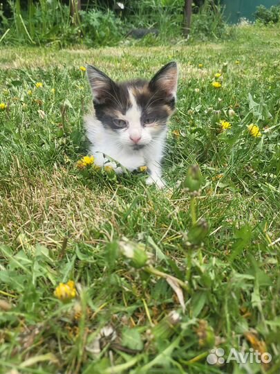 Отдам бесплатно