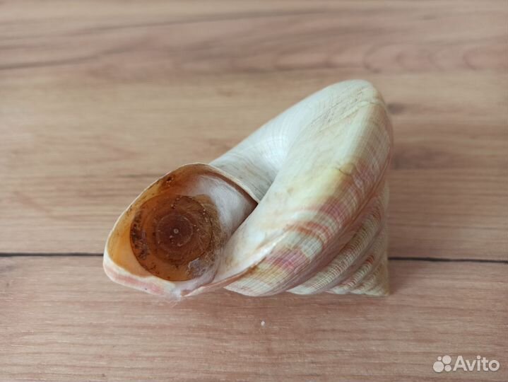 Морская раковина