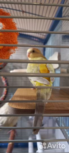 Попугай корелла пара .певчие попугаи