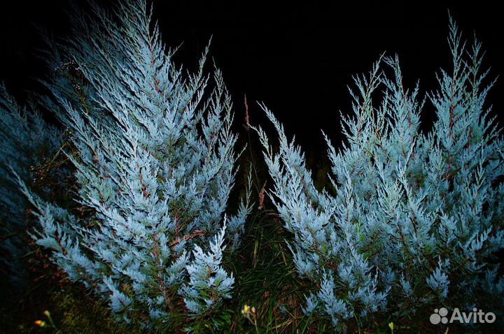 Можжевельник скальный Мунглоу 1.5м