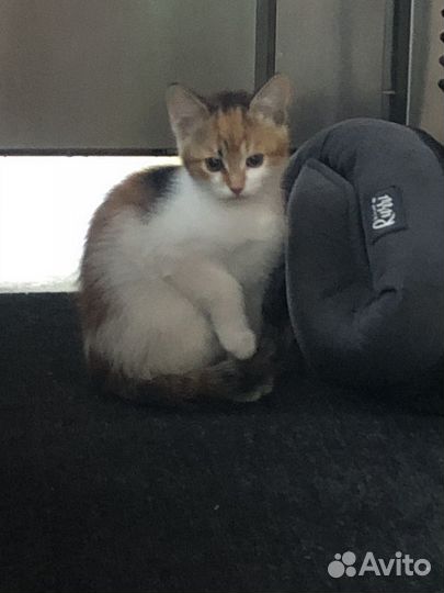 Кошка