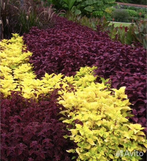 Колеус Фауст (Faust)