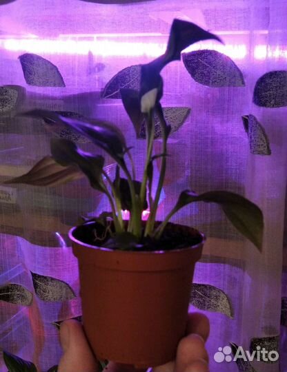 Спатифиллум Cupido