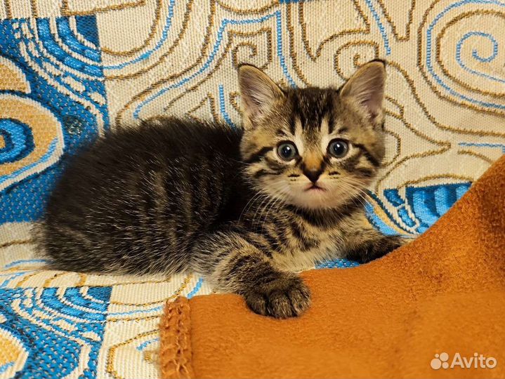 Котенок в добрые руки