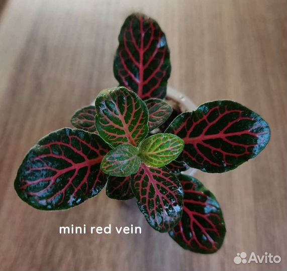 Фиттонии отдельно или микс