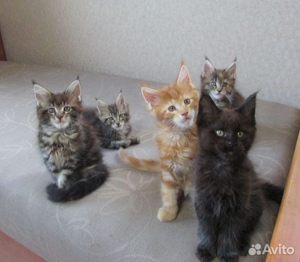Котята мейн-кун