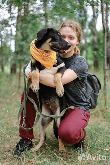 Джеймс Бонд в приюте для собак