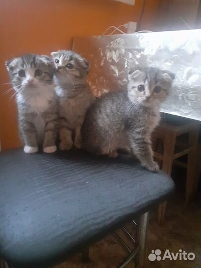 Продам котят