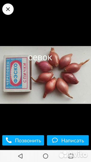 Лук-шалот, Кабачки,Тыква