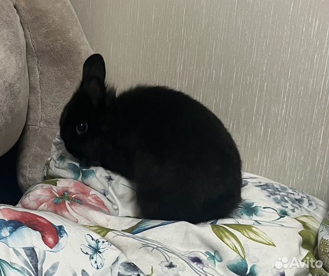 Кролик черный, с клеткой