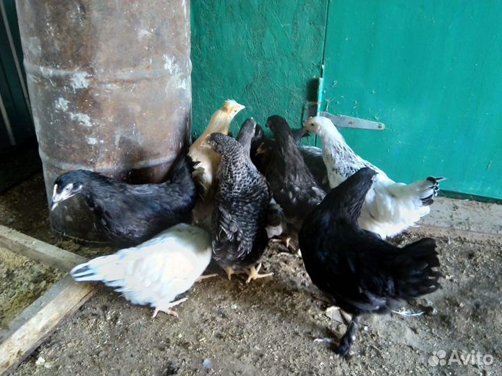 Куры Несушки