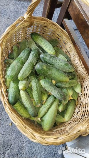 Огурцы свежие