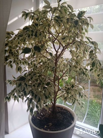 Фикус бенджамина пестролистный