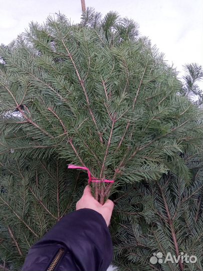 Банный веник: пихта и береза