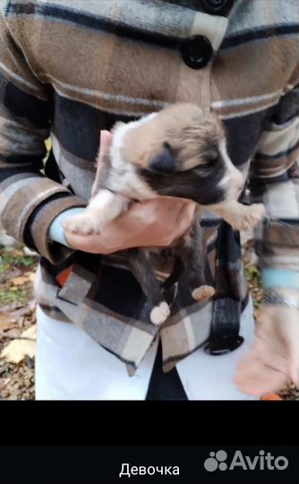 Щенки в добрые руки