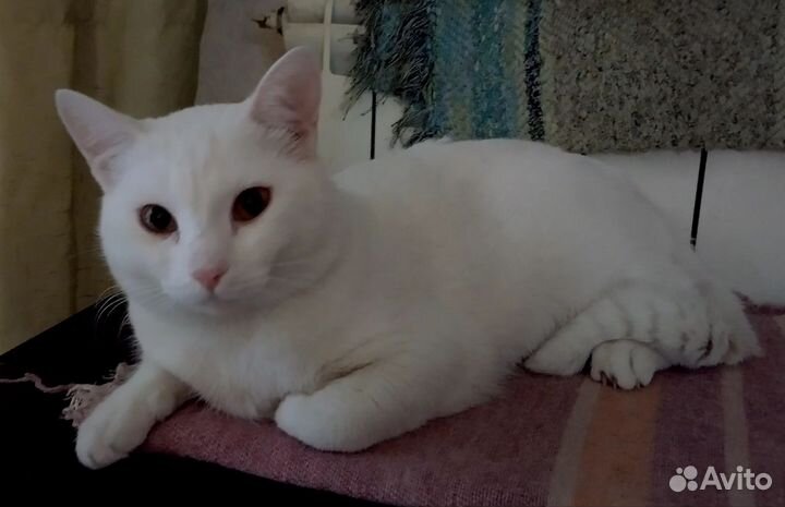 Кот, 8-10 месяцев