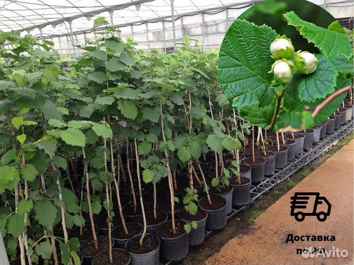 Саженцы лесного ореха, лещина