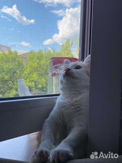 Кошки в добрые руки бесплатно