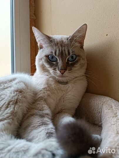 Тайский кот на вязку