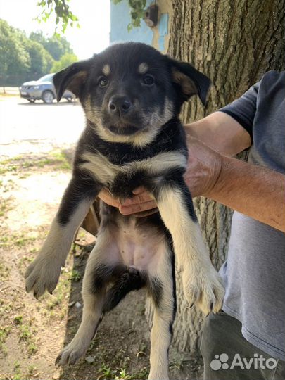 Щенки в добрые руки (девочки)