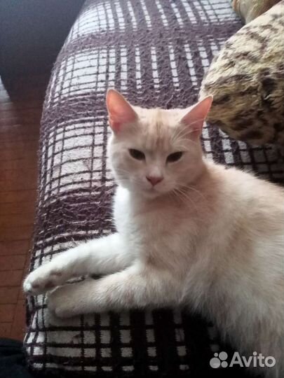 Отдам в хорошие руки кота
