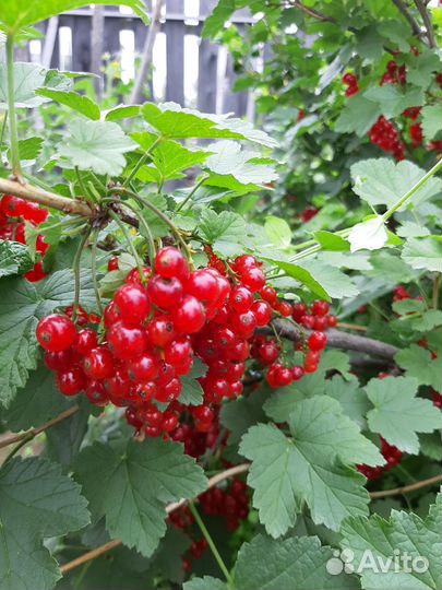 Саженцы вишни на ножке,красная смородина,Ирга