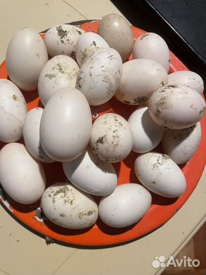 Утинные яйца