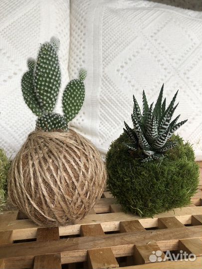 Суккуленты в Kokedama